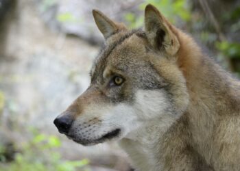 asturias cantabria galicia lobo
