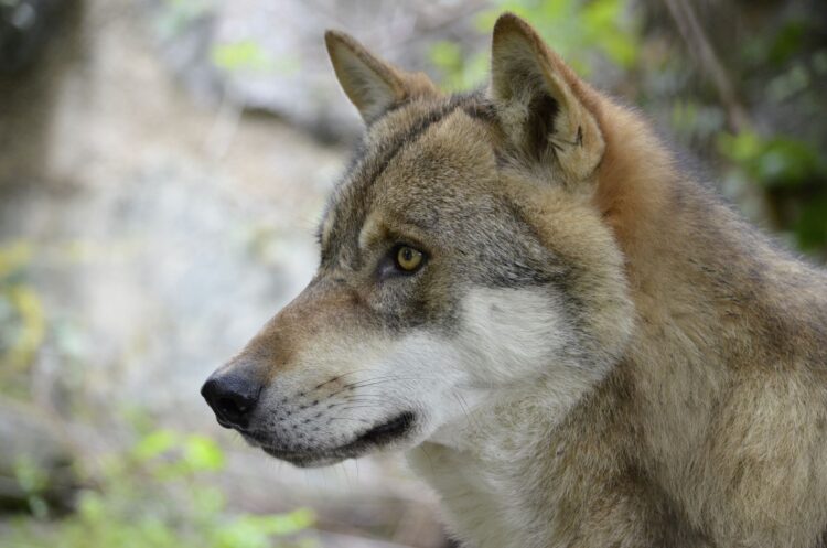asturias cantabria galicia lobo