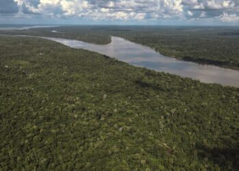 El bioma más amenazado de Brasil deforestación