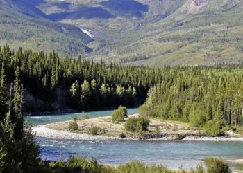 cintíficos bosque boreal