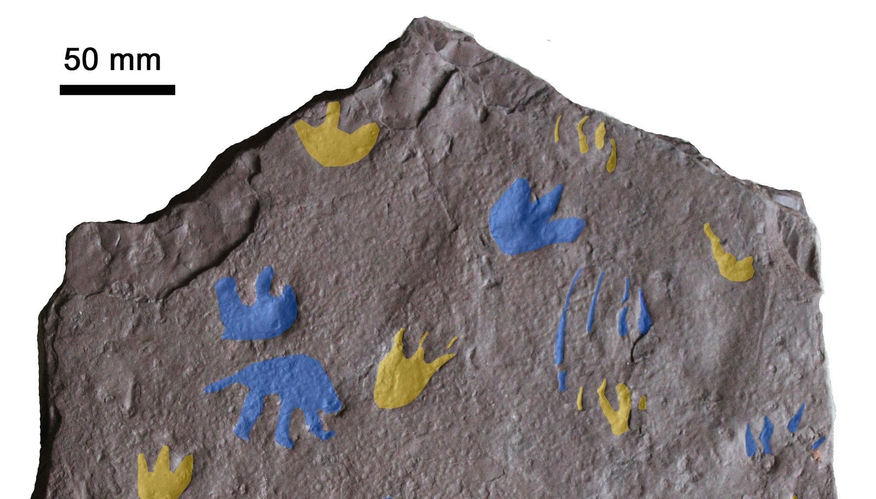 fósil reptil evolución