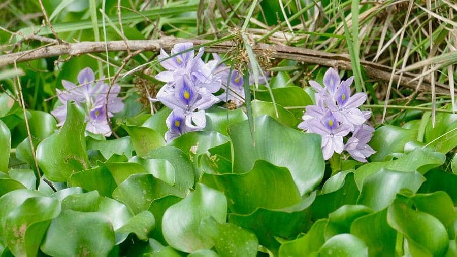 impacto económico especies invasoras 35.000 millones año