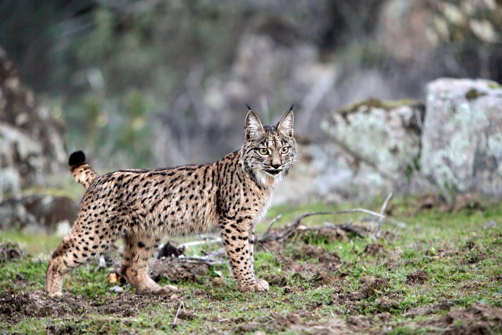 lince ibérico Cataluña