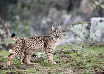 lince ibérico Cataluña