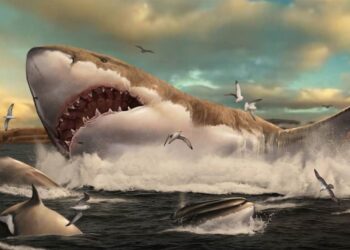 megalodón tiburón gigante