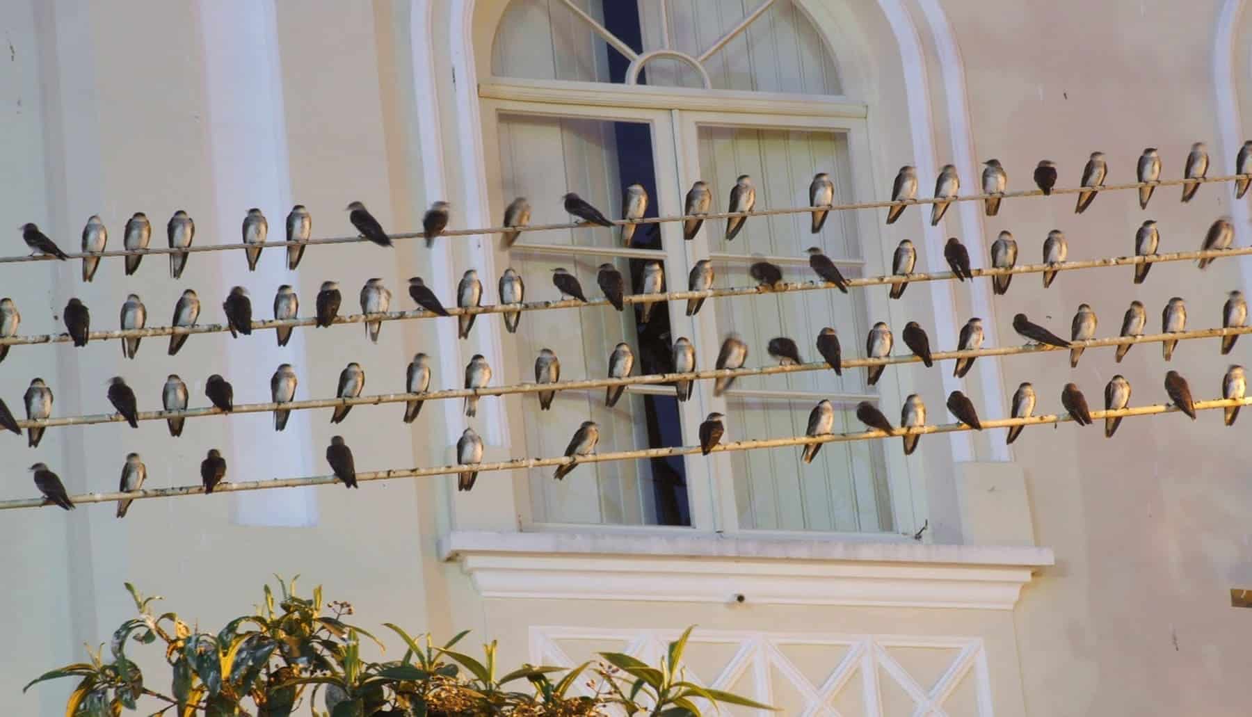 aves migratorias nidos