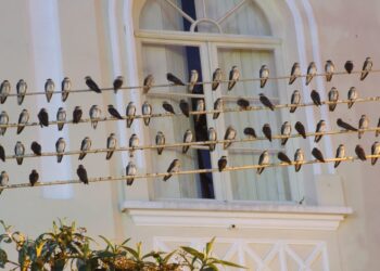 aves migratorias nidos