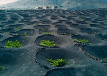 El sistema de cultivo en el paisaje volcánico de Lanzarote entra en la lista de Patrimonio Agrícola de Importancia Mundial