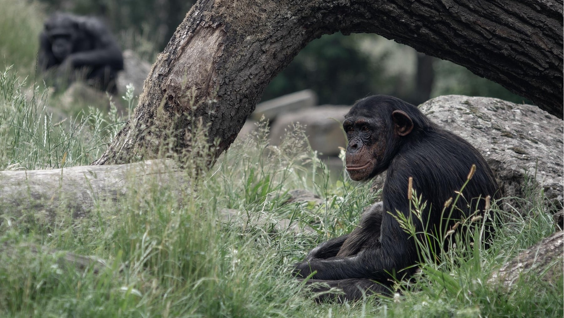 complejísimo lenguaje chimpancés