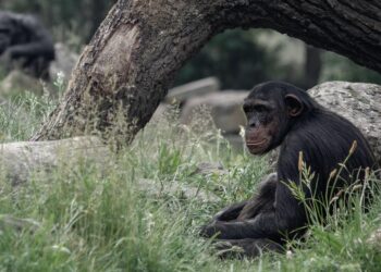 complejísimo lenguaje chimpancés