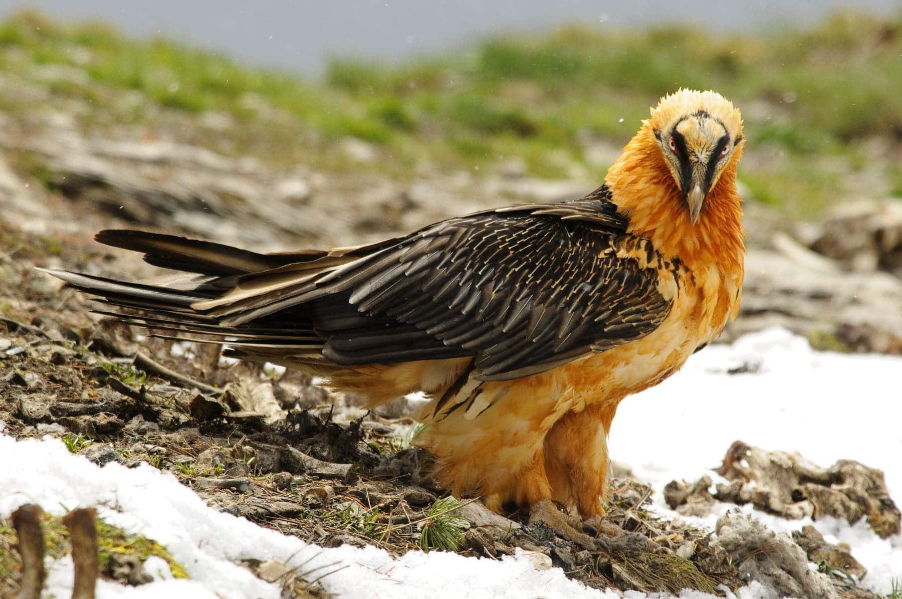quebrantahuesos cielos Gredos