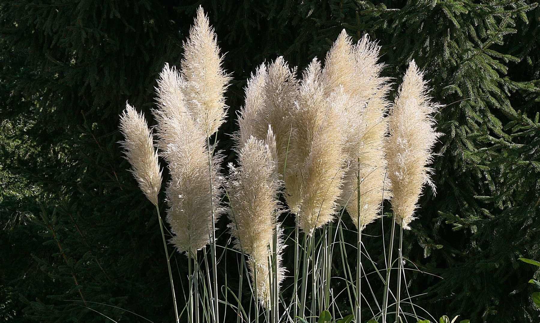 invasion plantas exoticas españa