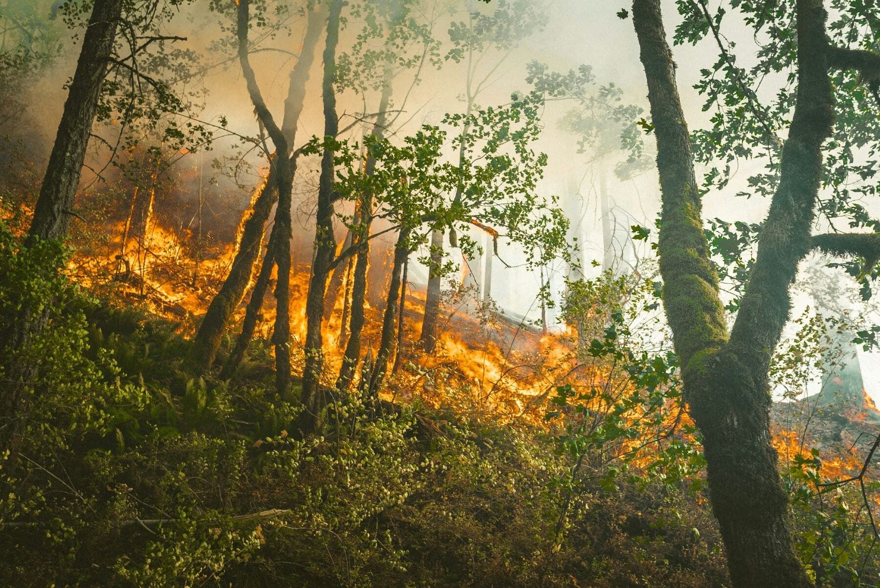 España incendios forestales