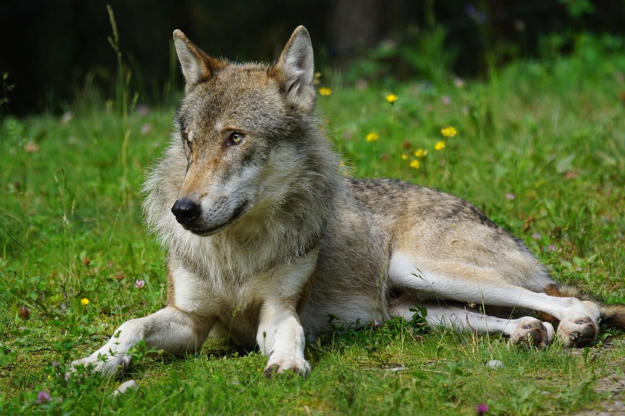 Rioja matar lobos impunidad