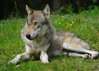 Rioja matar lobos impunidad