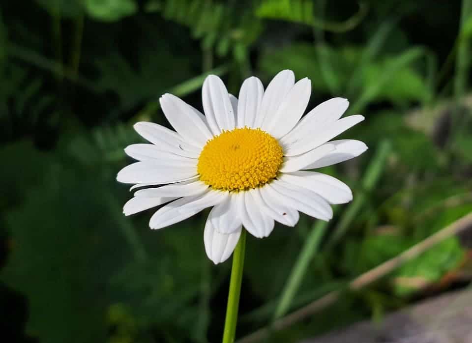 España medioambiente UE