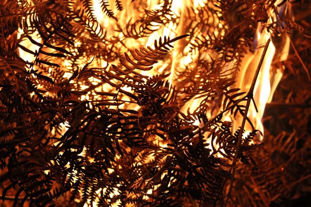 España deforestación incendios forestales devastadores