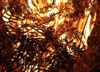 España deforestación incendios forestales devastadores