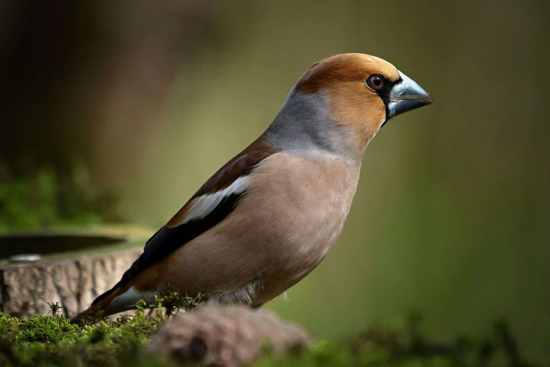 España reduce caza ilegal aves