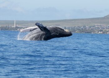 Especies peligro cambio climático biodiversidad