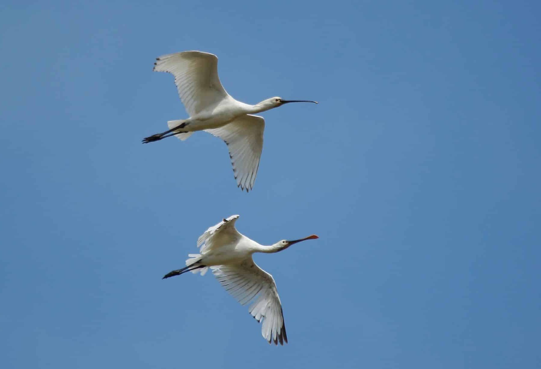 Euskadi Atlas Aves Migratorias