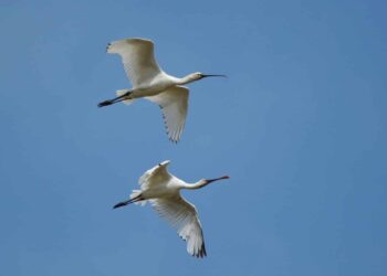 Euskadi Atlas Aves Migratorias