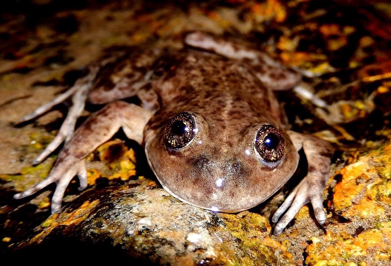 Federico Kacoliris Premio Whitley