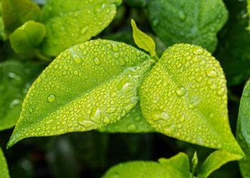 Filosofía ecología cambios