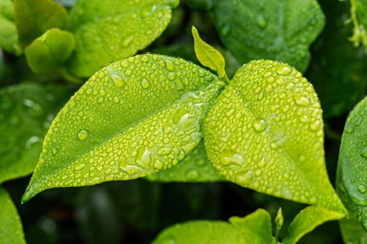 Filosofía ecología cambios