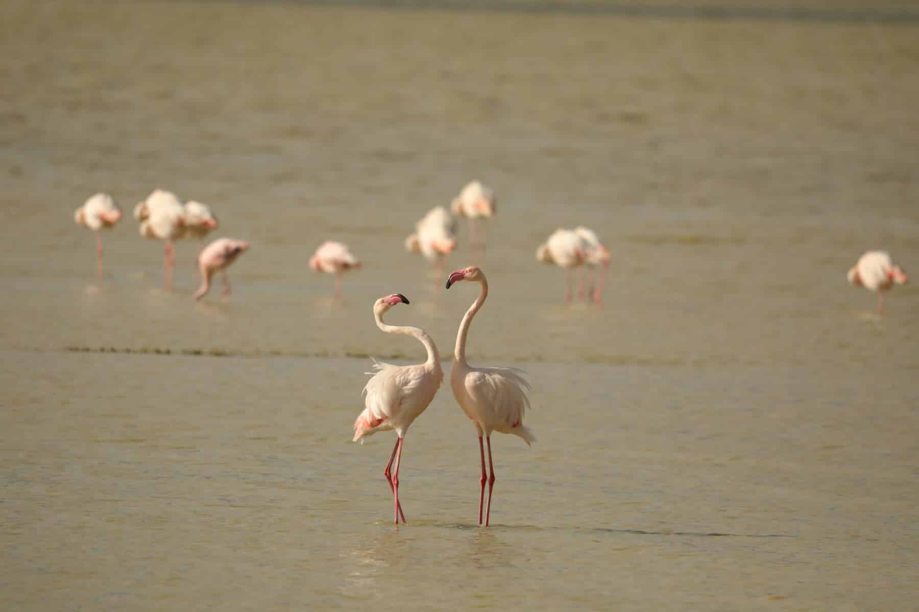 fuente piedra flamencos