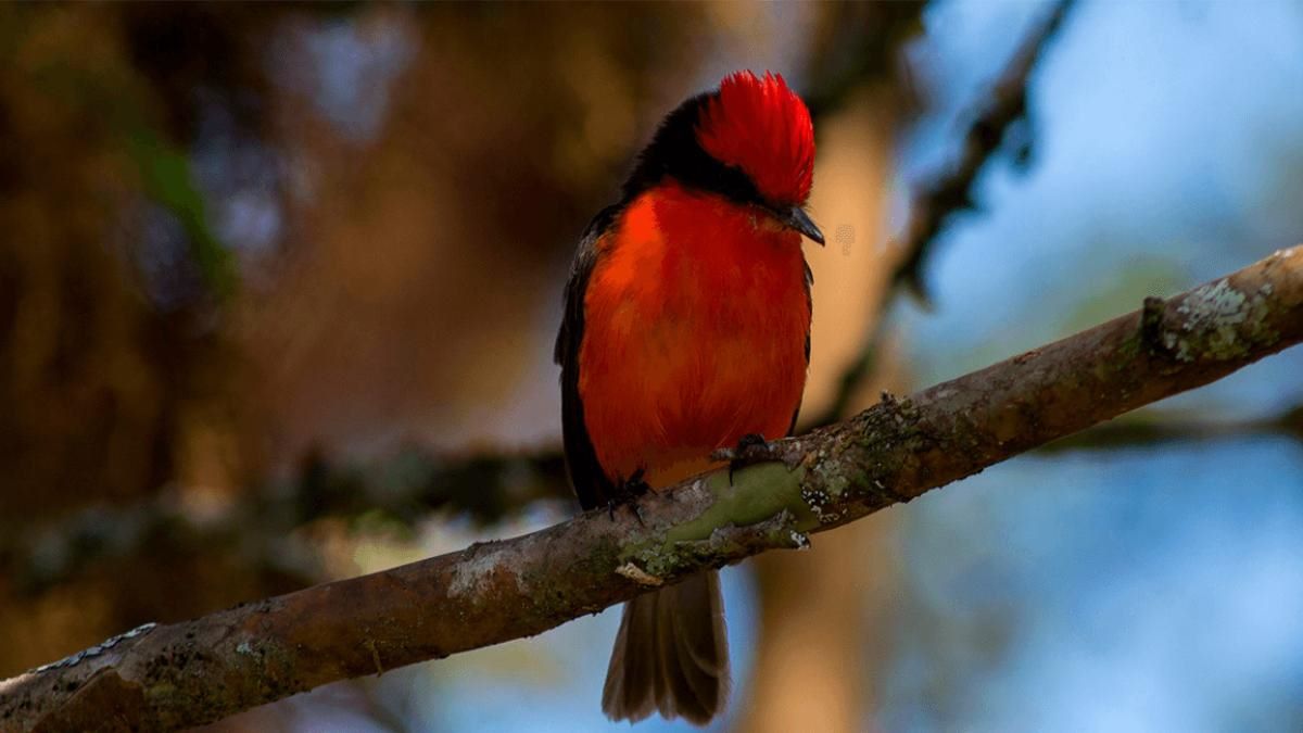 Galápagos reproducción pájaros