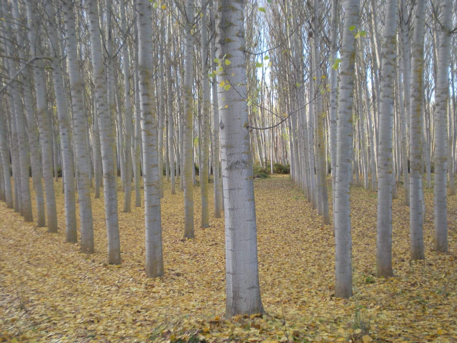 IA biodiversidad choperas Fresno Vega