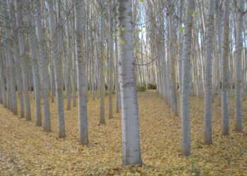 IA biodiversidad choperas Fresno Vega
