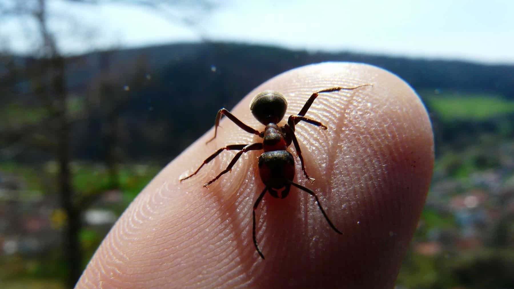 hormigas trafico ilegal especies