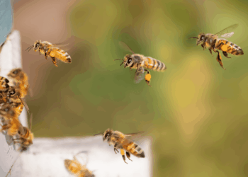 IA proteger colmenas avispas invasoras