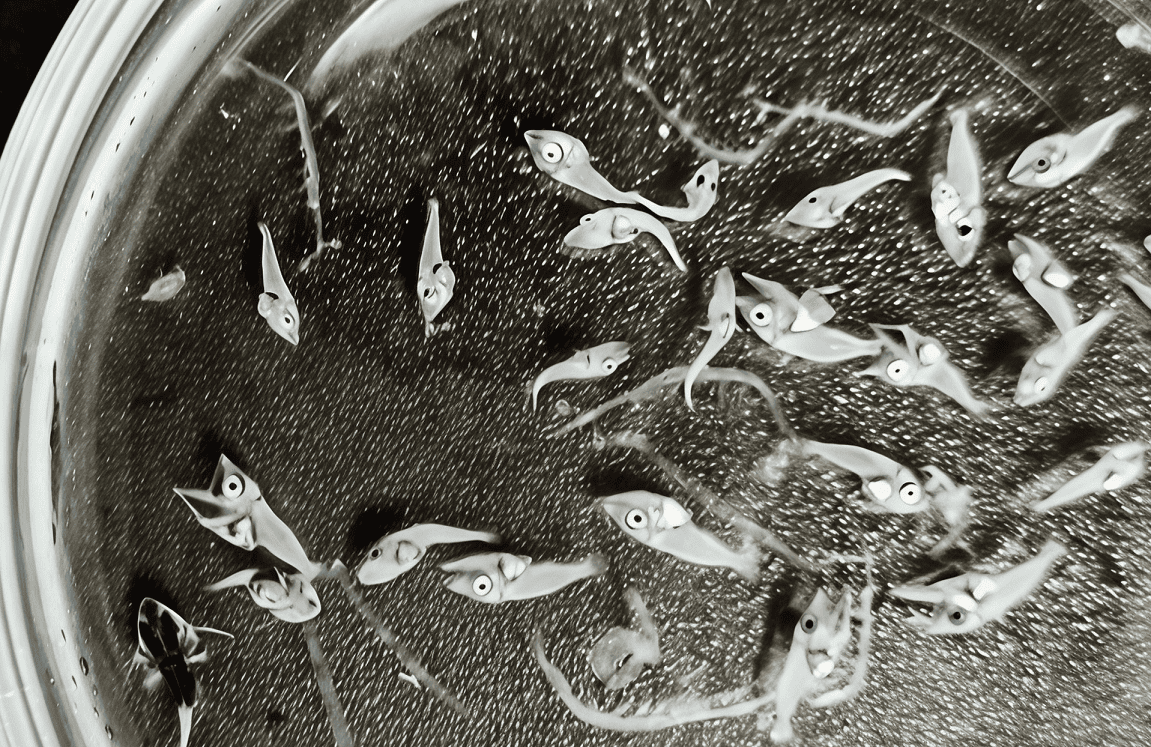 IEO atún rojo Índico