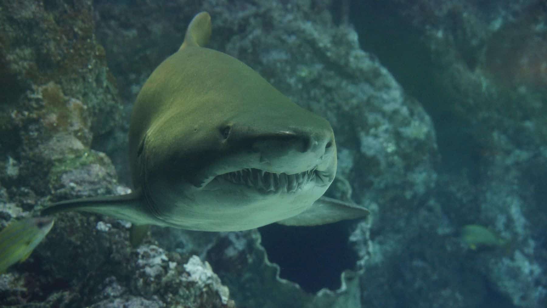 tiburones compartiendo presa