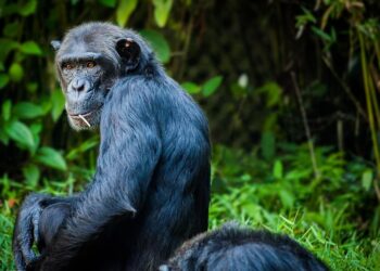 Jane Goodall chimpancés