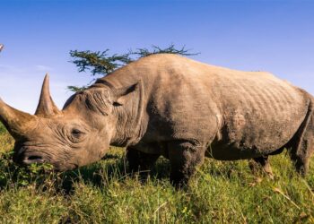 Kenia traslada una veintena de rinocerontes negros, en peligro de extinción, buscando impulsar su conservación