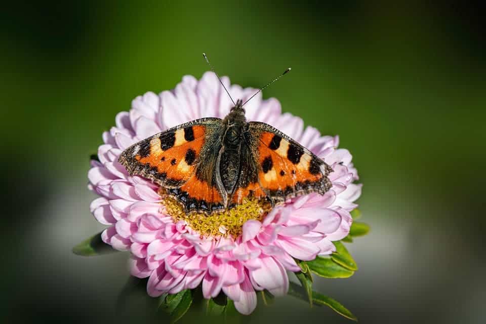 life pollinaction polinizadores agricola