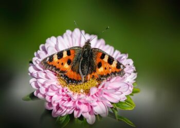 life pollinaction polinizadores agricola