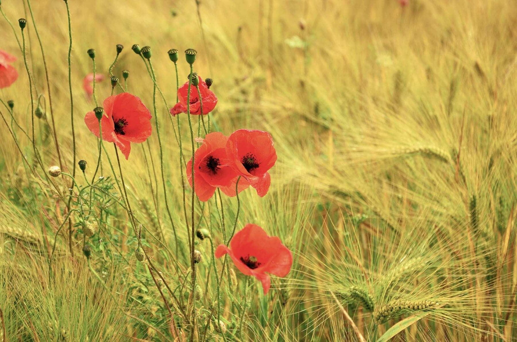 Agricultura Regenerativa Navarra