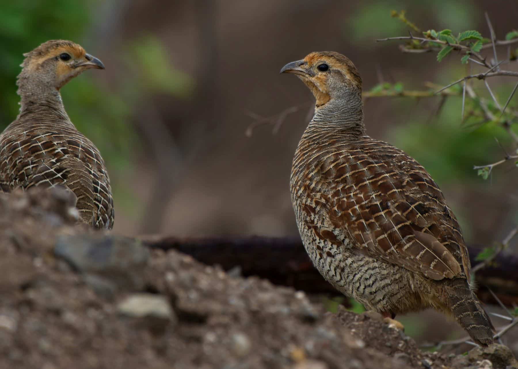 codorniz común Catálogo Español Especies Amenazadas