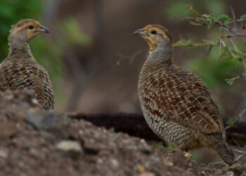 codorniz común Catálogo Español Especies Amenazadas