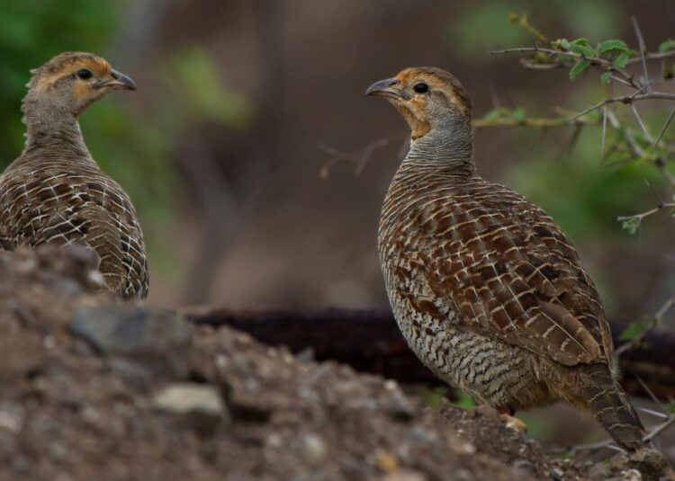 codorniz común Catálogo Español Especies Amenazadas