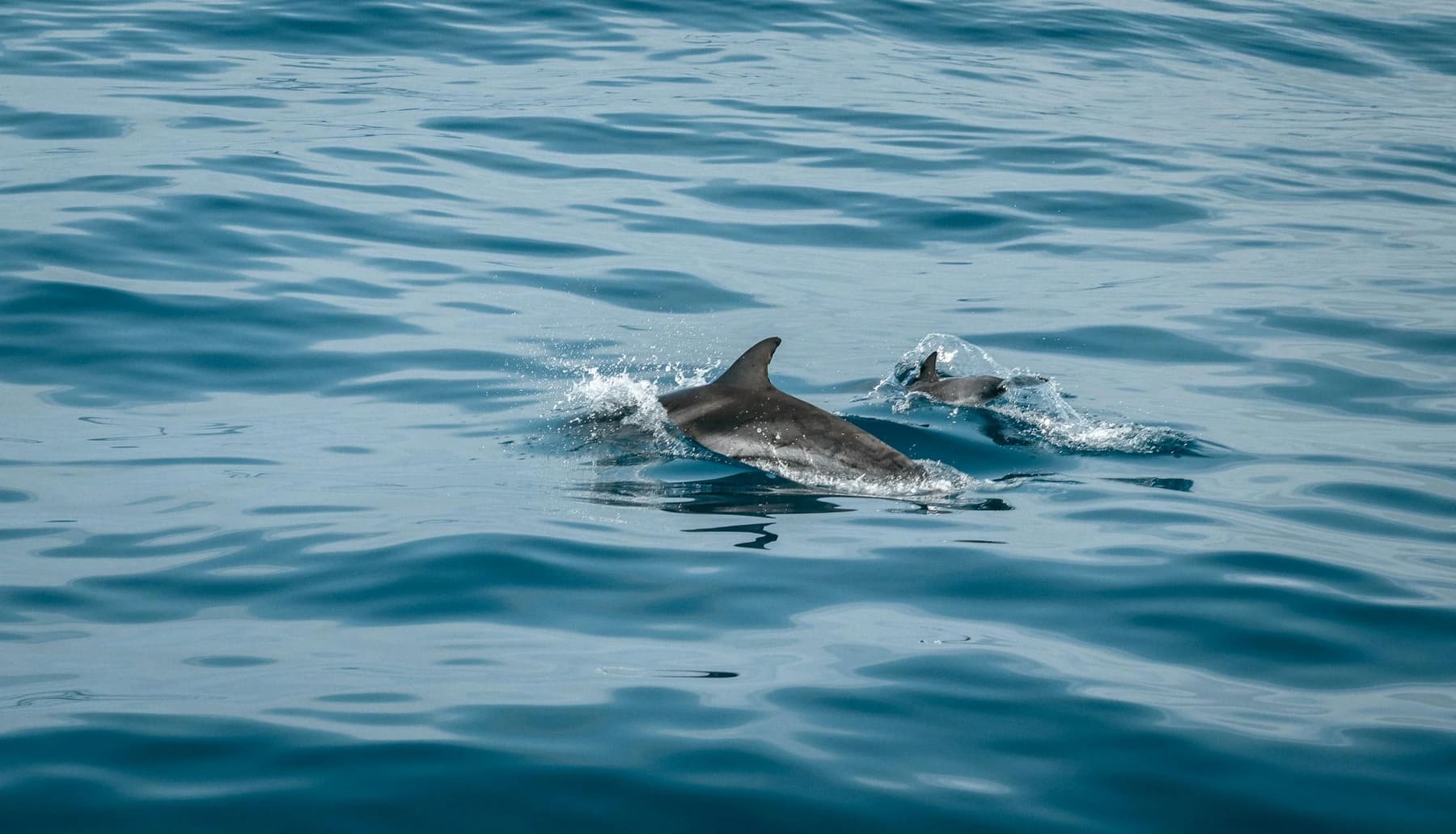 La fidelidad de los delfines grises con la zona de los cañones submarinos del Garraf (Barcelona)