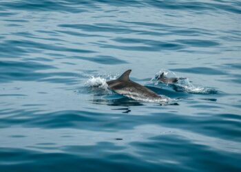 La fidelidad de los delfines grises con la zona de los cañones submarinos del Garraf (Barcelona)