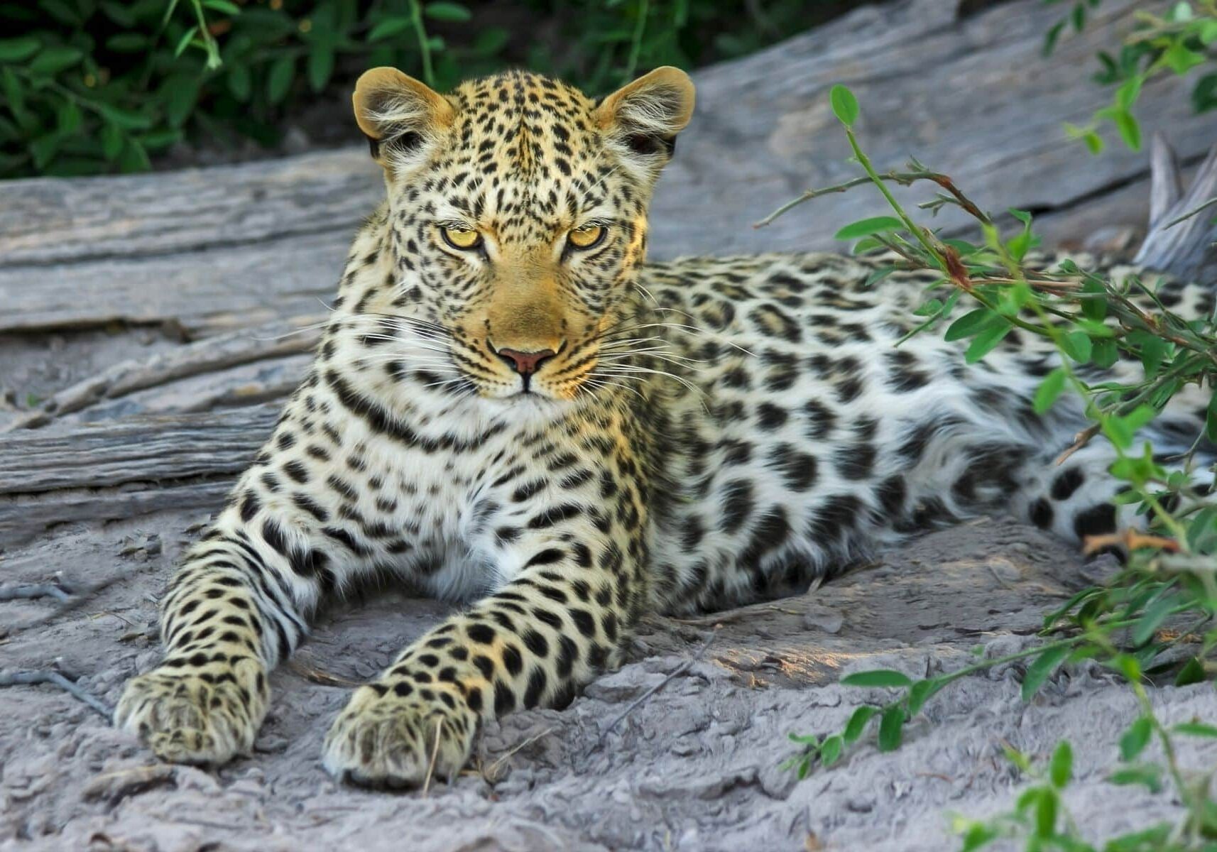 Yara Barros jaguar Whitley