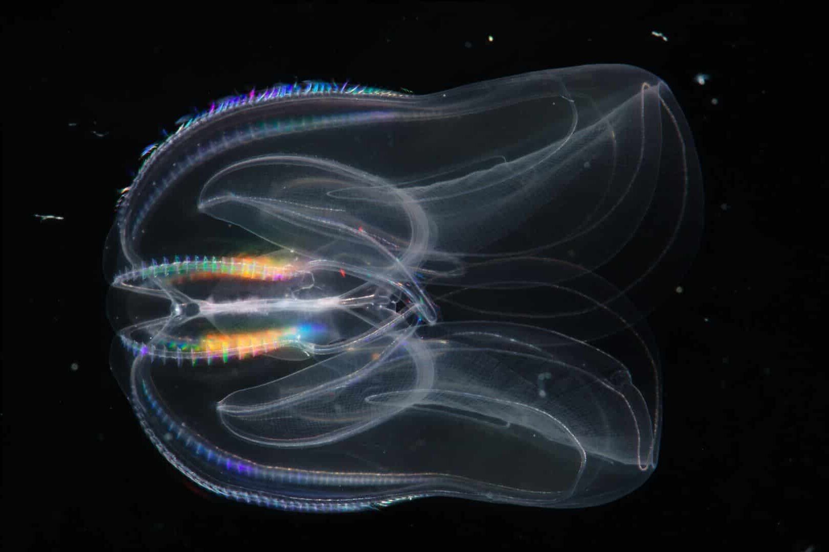 medusa peine genoma animales