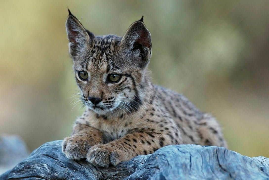 población lince ibérico